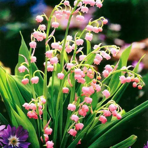 Herbs with Pink Flowers