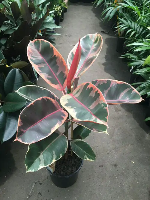 Plants with Pink and Green Leaves 3