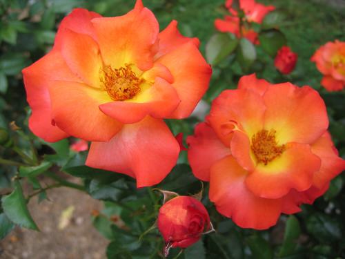 Roses that Bloom in Shade 13