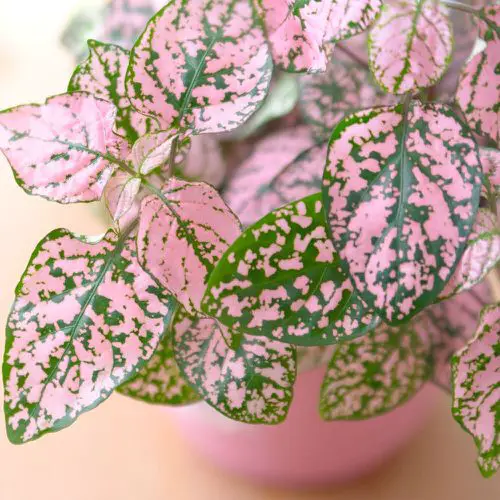 Plants with Pink and Green Leaves 4