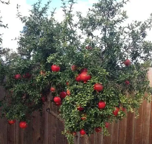 Growing Pomegranates in Containers 2