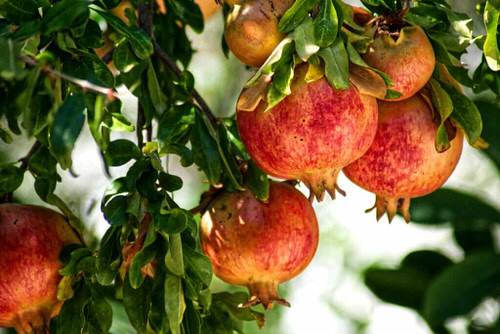 Growing Pomegranates in Containers 3
