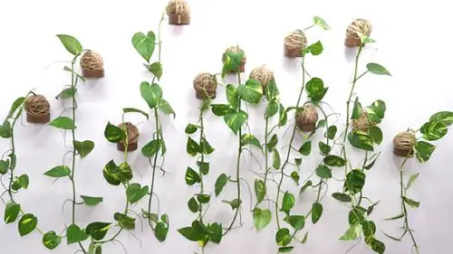 Pothos Wall Decor Ideas 17