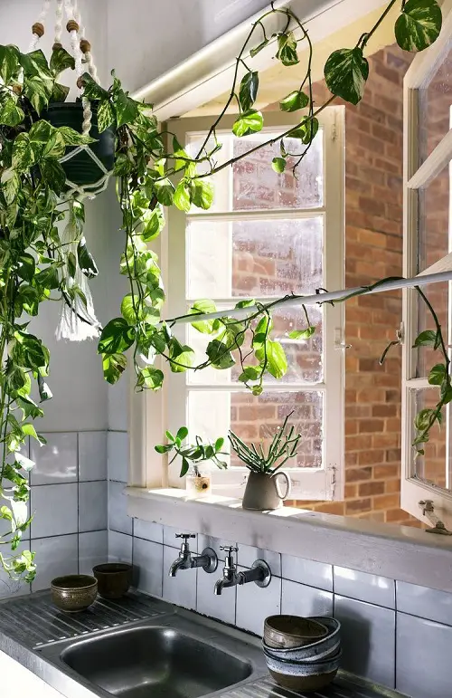 How to Decorate with Pothos 32