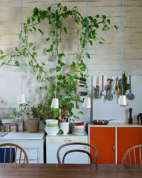 Pothos Wall Decor Ideas 18