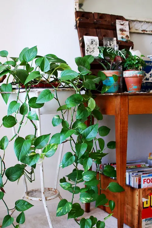 How to Decorate with Pothos 34