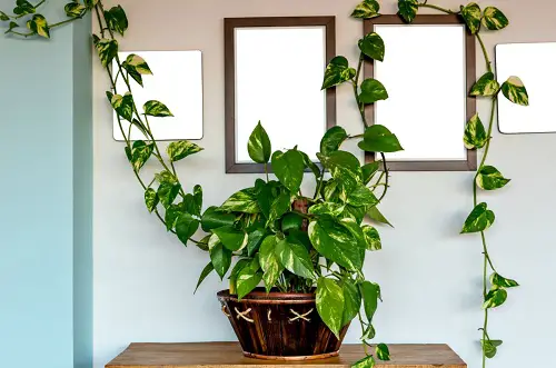 Pothos Wall Decor Ideas 20
