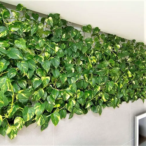 How to Decorate with Pothos 37