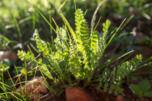 Growing Astragalus 2