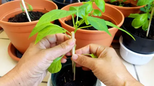 Clever Things You Should Do When Plants are Young 2