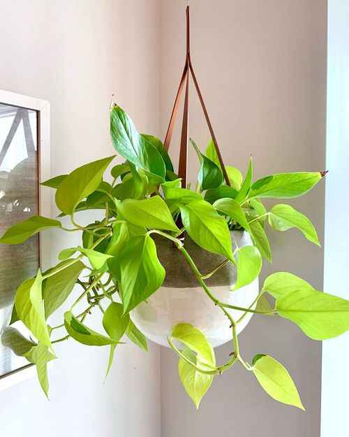 How to Grow Neon Pothos