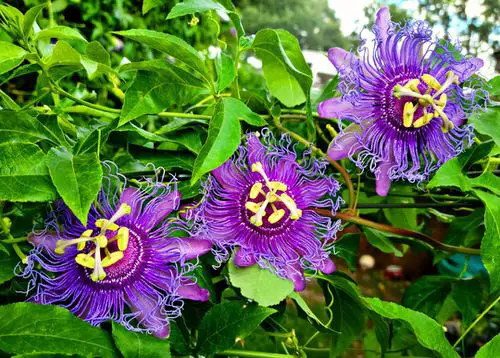 Best Types of Colorful Flowers 20