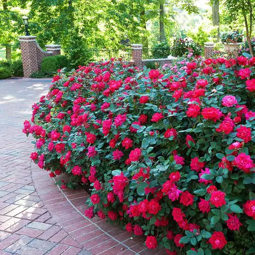 Roses that Bloom in Shade 4