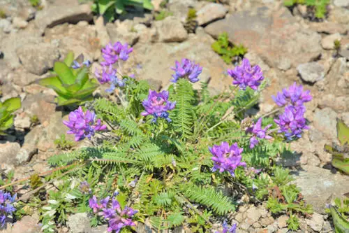 Growing Astragalus 4