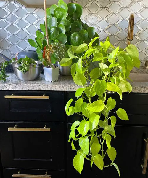 Potting and Repotting Neon Pothos