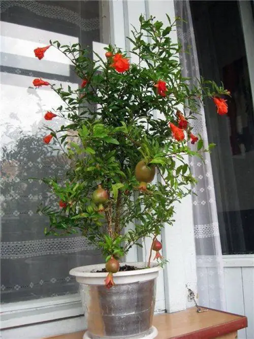 Best Container Gardening Plants indoor 