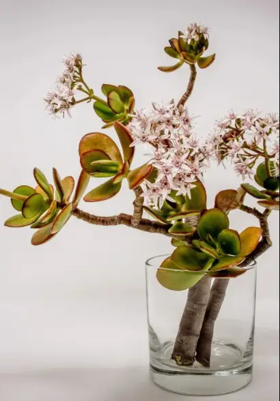 How to Grow a Jade Plant in Water 2