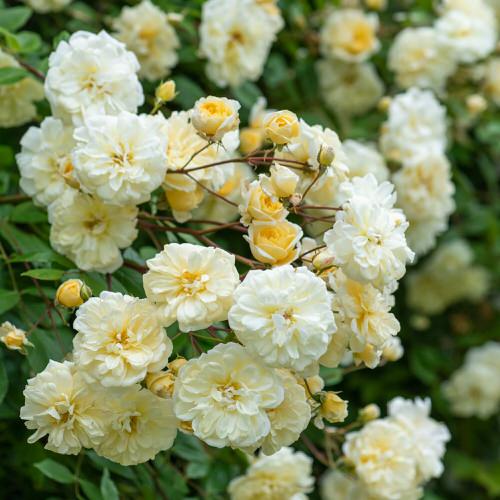 Shade Tolerant Roses 22