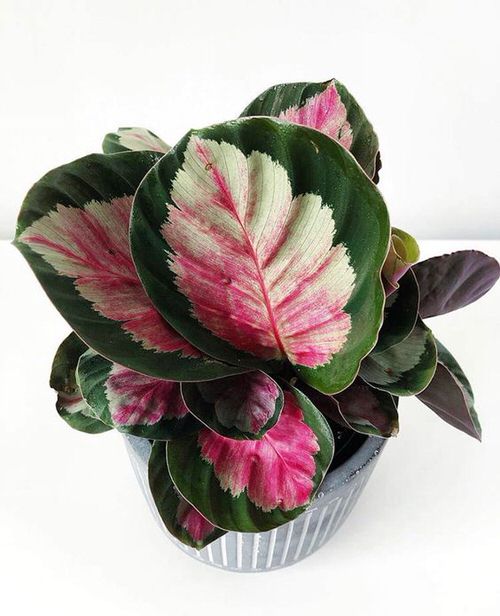 Houseplants with Odd Colours