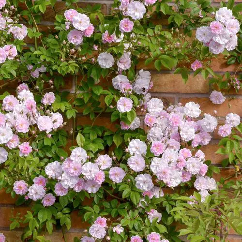 Shade Tolerant Roses 18