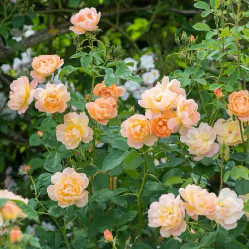 Shade Tolerant Roses 20
