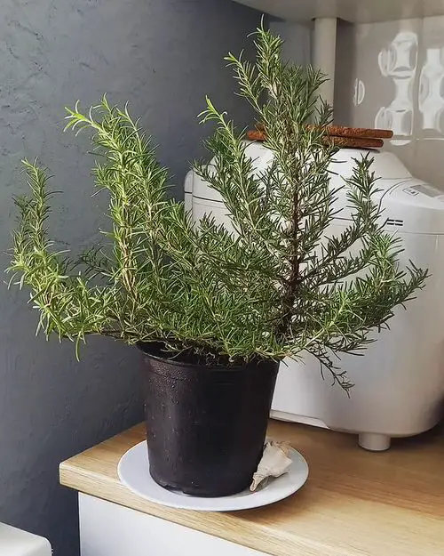 Herbs that Keep Mosquitoes Away indoor