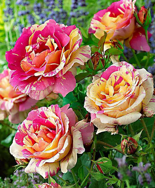 Best Types of Colorful Flowers  3