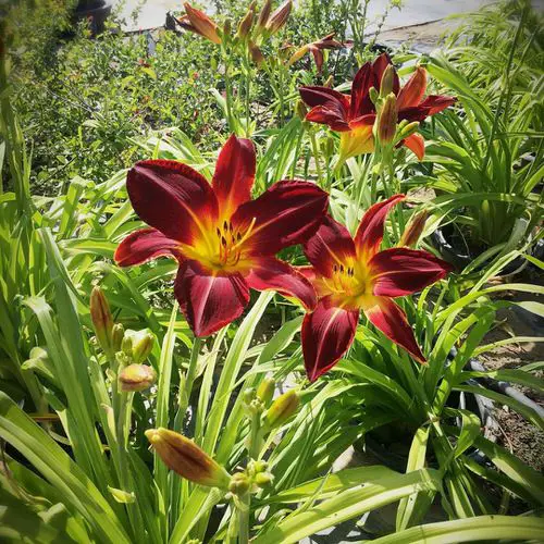 Best Types of Colorful Flowers 25