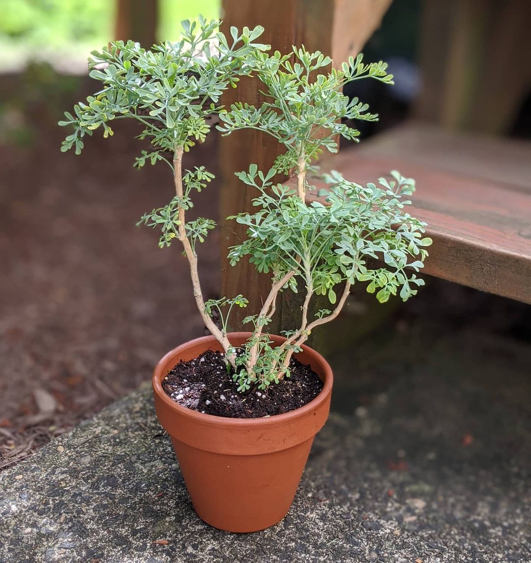 Amazing Herbs to Keep Away Mosquitoes