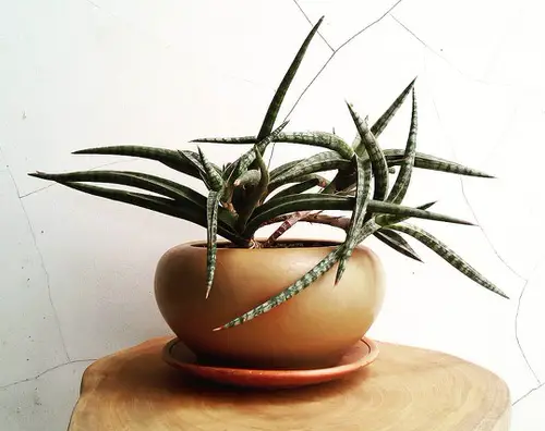 Best Short Snake Plants 10