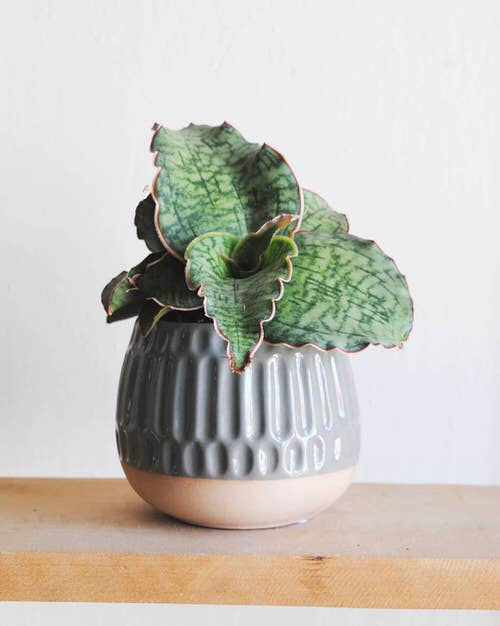Best Short Snake Plants 14