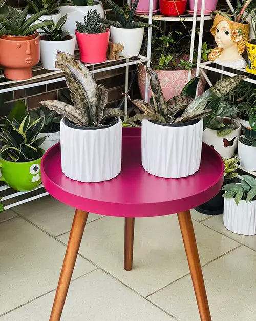 Best Tabletop Snake Plant Varieties 12