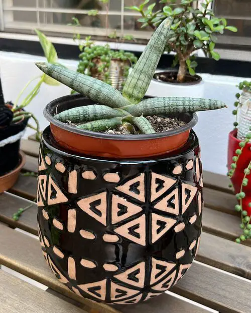 Best Short Snake Plants 5