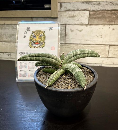 Best Short Snake Plants 15