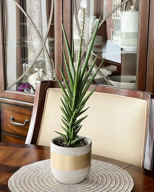 Best Tabletop Snake Plant Varieties 6