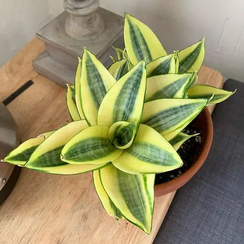 Best Tabletop Snake Plant Varieties 9