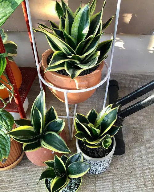 Best Short Snake Plants 16