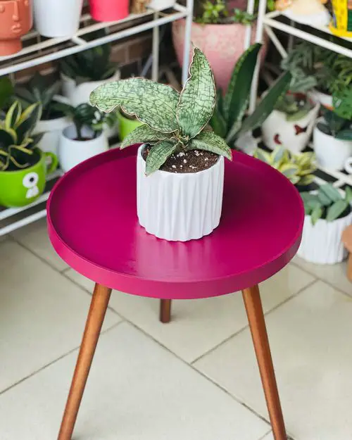 Best Short Snake Plants 4
