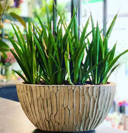 Best Short Snake Plants 2