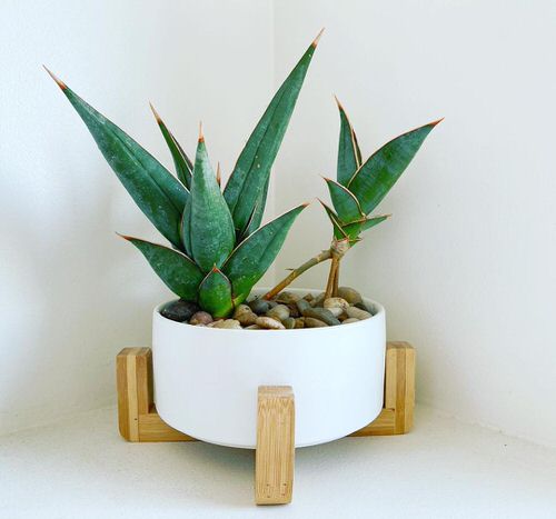 Best Tabletop Snake Plant Varieties