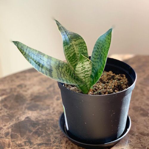 Best Short Snake Plants 8