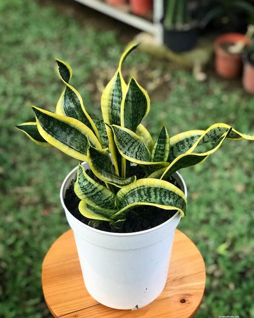 Best Tabletop Snake Plant Varieties 2