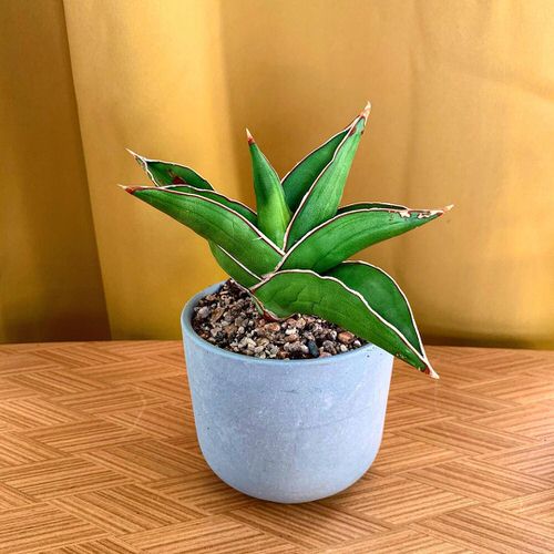 Best Short Snake Plants 6