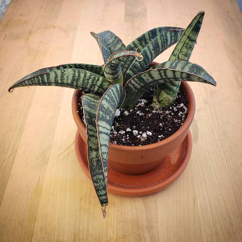 Best Short Snake Plants 12