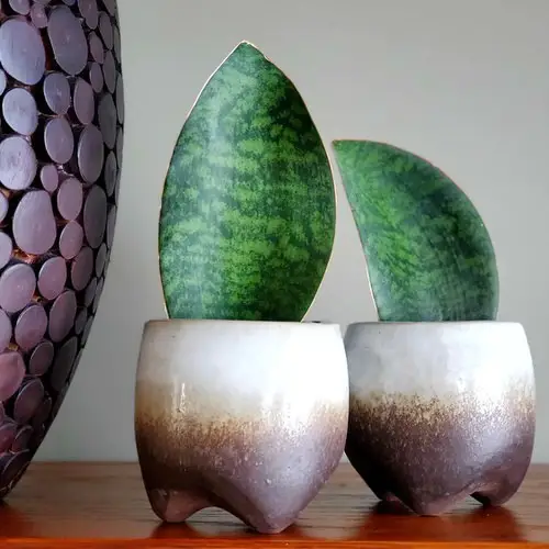 Best Short Snake Plants 18