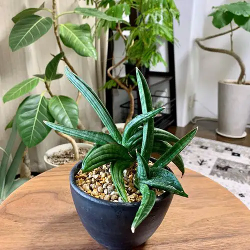 Best Tabletop Snake Plant Varieties 10