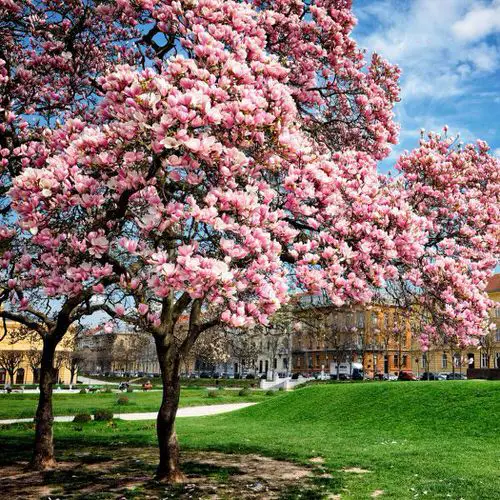top Lovely Trees with Purple Blossoms 