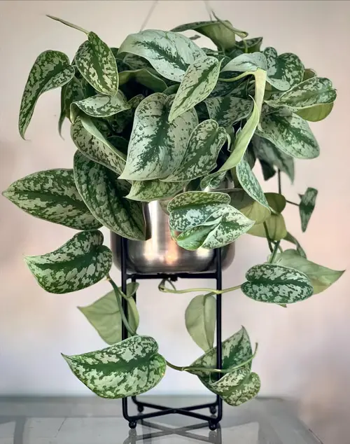 best Beautiful Scindapsus Varieties