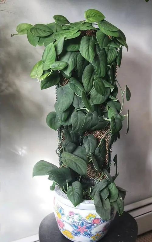 amazing Scindapsus Varieties