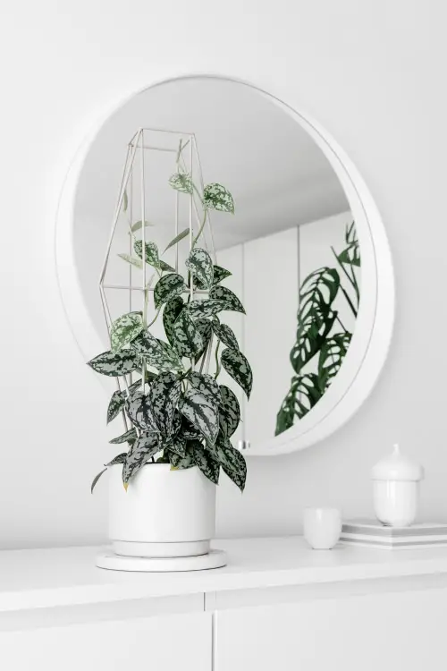 lovely Beautiful Scindapsus Varieties